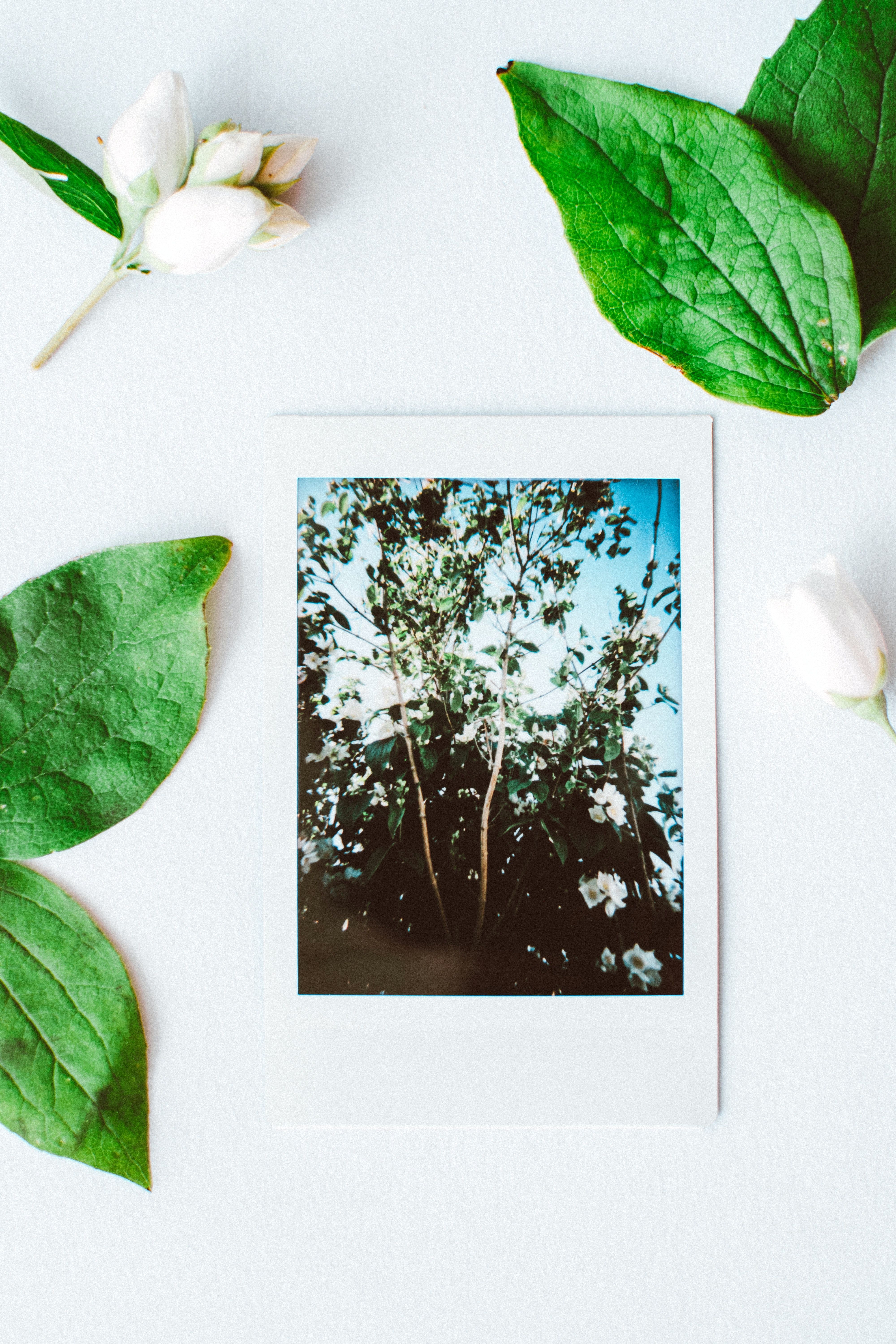composição com foto , folhas e flores para identidade visual no instagram